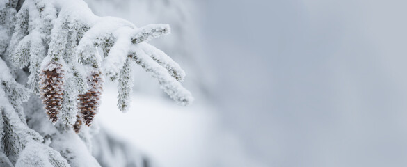 Fir branches in hoarfrost and snow with cones . winter background .Banner. Free space for your...