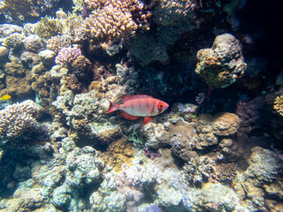 Fototapeta na wymiar Priacanthus macracanthus in a Red Sea coral reef