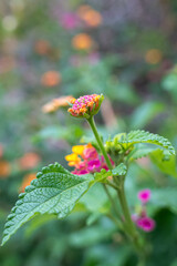 Lantana camara