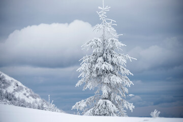 They ate covered with a layer of icy hoarfrost like bizarre figures, on a cliff high in the...