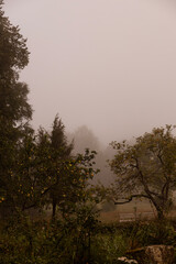 Fog morning