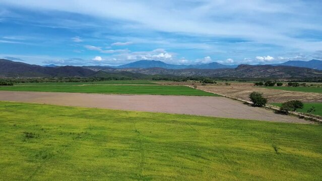 Landscape Rices Fields in Huila Colombia Farming industry, Colombian Agriculture