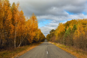 Asphalt road among bright autumn forest.
