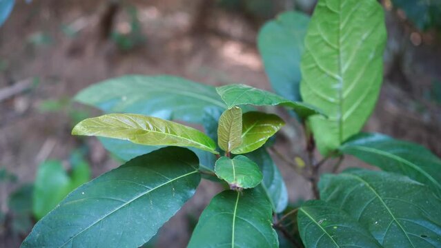 close up of Ficus ribes leaves