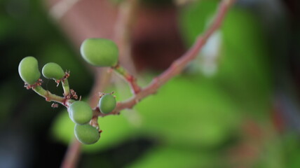 fruit bearing tree with small mangoes