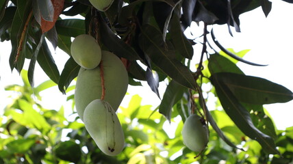 Green mango at branch of the mango tree