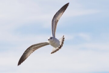 Möwe im Flug