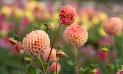 Stunning dahlia flowers, photographed at Celebration Garden, Aylett Nurseries, St Albans, Hertfordshire UK in late summer on a cloudy day.