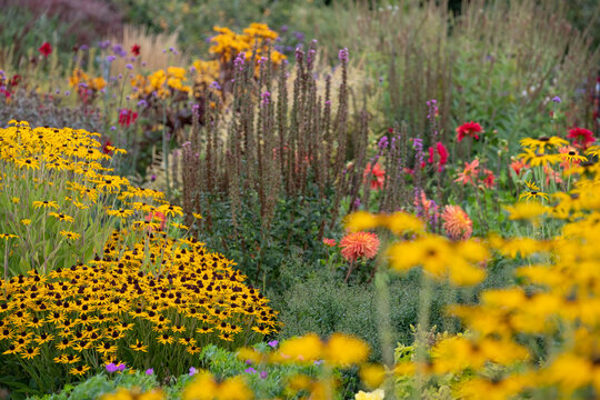 Layers of colour: stunning flowers at Celebration Garden, Aylett Nurseries, near St Albans, Hertfordshire UK. 