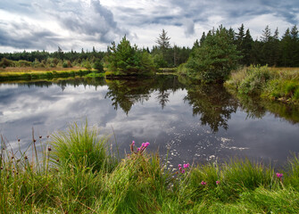 Kleiner See im Wald