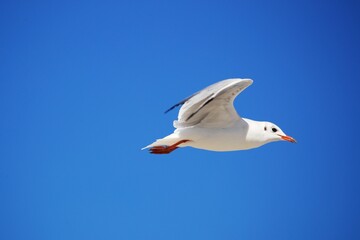 Möwe im Flug