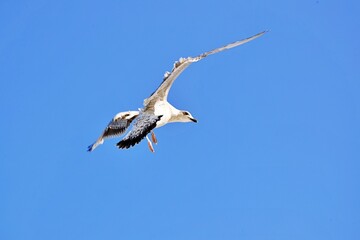 Nahaufnahme Möwe im Flug