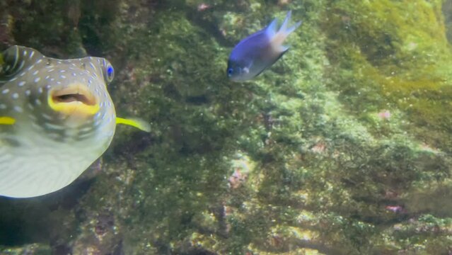 Poisson ballon &agrave; taches blanches trop mignon