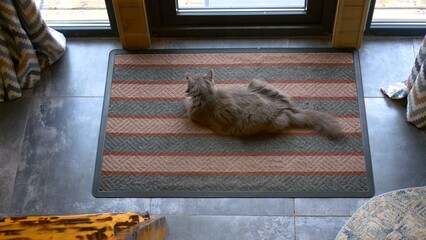 Gray domestic cat with white paws lying carpet. view from above of fluffy lovely cat at cozy home...