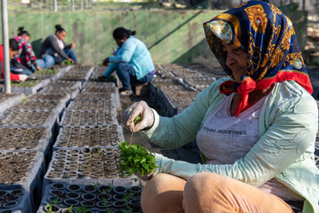 Campesina dominicana sonriendo, plantando semillas de café en la provincia de Bahoruco, Republica...
