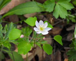 Thalictrum thalictroides (Rue Anemone) Native North American Springtime Woodland Wildflower
