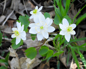 Thalictrum thalictroides (Rue Anemone) Native North American Springtime Woodland Wildflower