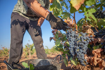 Grape picker working with special curved knife for harvesting and grafting