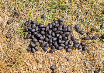 A close-up of sheep droppings on the grass
