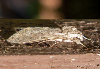 A close-up of a Melipotis acontioides butterfly