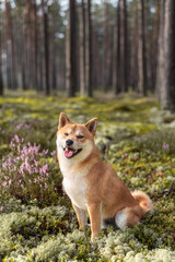 Naklejka na ściany i meble Shiba inu dog portrait in the forest on sunny day