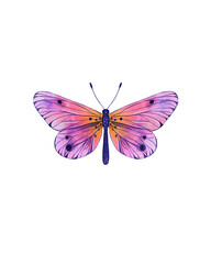 Beautiful butterfly. Watercolor illustration. Colorful Butterflies clipart set. Pink blue butterfly. Baby shower design elements. Party invitation, birthday celebration. Spring or summer decoration