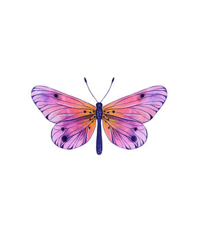 recommend clip art: Beautiful butterfly. Watercolor illustration. Colorful Butterflies clipart set. Pink blue butterfly. Baby shower design elements. Party invitation, birthday celebration. Spring or summer decoration