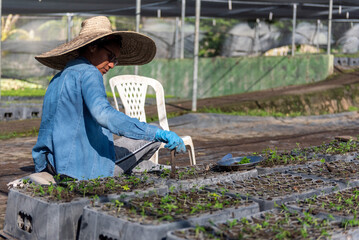 Campesina dominicana, plantando cosechando semillas de café en la provincia de Bahoruco, Republica...