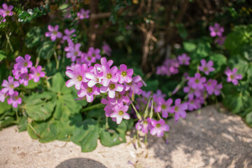 Fototapeta premium Oxalis debilis
