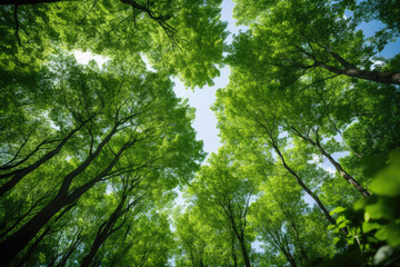 Fototapeta na wymiar Green tops of trees leaving in perspective