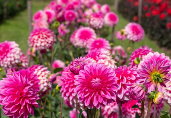 Stunning dahlia flowers, photographed in a garden near St Albans, Hertfordshire, UK in late summer on a cloudy day.