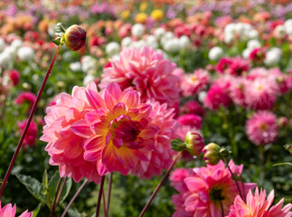 Stunning dahlia flowers, photographed at Celebration Garden, Aylett Nurseries, St Albans, Hertfordshire UK in late summer on a cloudy day.