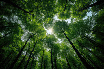 Fototapeta na wymiar Green tops of trees leaving in perspective