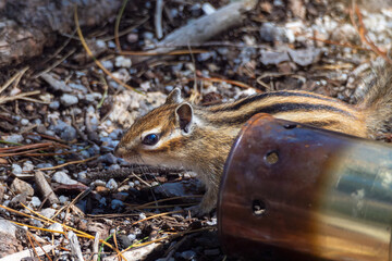 Chipmunk in a tourist campsite, prowling through the remains of a campfire among abandoned open scorched kostrommetallic cans. Concept of ecology and nature protection.