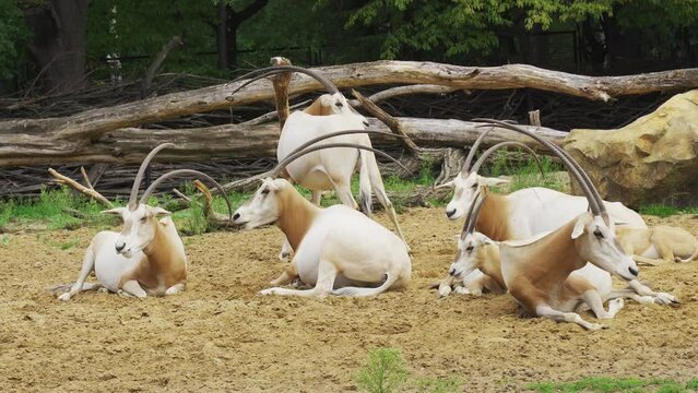 East African oryx antelope resting on the sand in an aviary.
