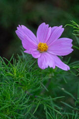 Obraz premium Cosmos bipinnatus flowering white garden mexican aster plants, group of petal flowers in bloom on green shrub