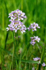 Cardamine pratensis cucko flower in bloom, group of petal flowering mayflowers on the meadow