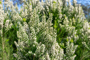 Close up of a tree heather (erica arborea) tree in bloom