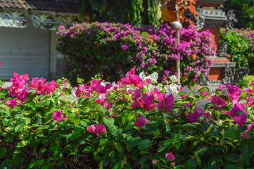Fototapeta na wymiar Close Up View Colorful Beauty Of Pink And White Bougainvillea Ornamental Flowers Plants Adorning The Garden