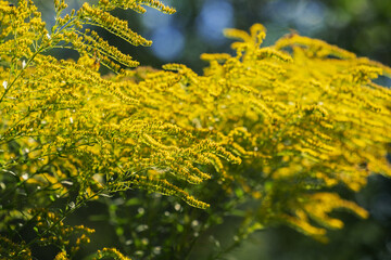 Yellow flowers of goldenrod. Solidago canadensis, known as Canada goldenrod or Canadian goldenrod. Place for text.