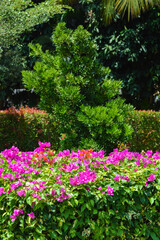 Portrait View Of Fresh Beauty Of Pink Flowers Of Bougainvillea Plants Amidst Other Plants And Trees In The Garden During The Daytime