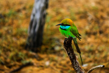 bee eater perched on a branch