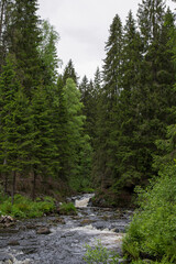 A mountain stream flows rapidly through a forest of conifer trees.