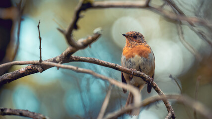 robin perched on a branch