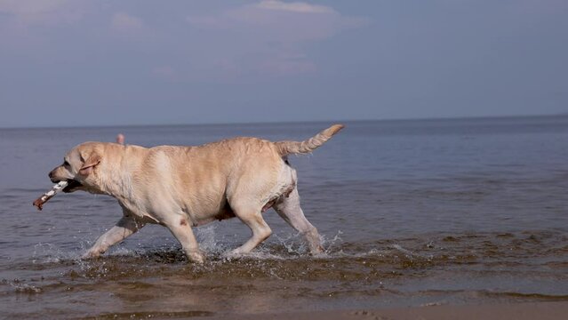Fawn labrador swimming in the river. Running on water with splashes. Labrador bitch runs after a stick and looks for her in the water. The river in which the dog bathes. 
