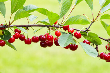 Branch of ripe, sweet cherries on a tree in garden. Blurred background.
