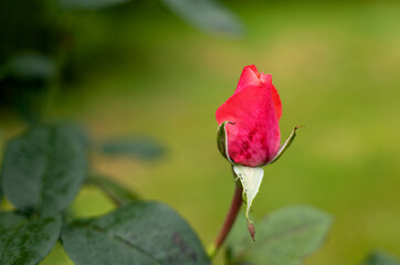 rose flowers in the garden in summer