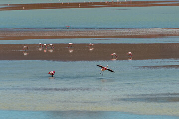 Wild fauna in the red lagoon in the bolivian altiplano