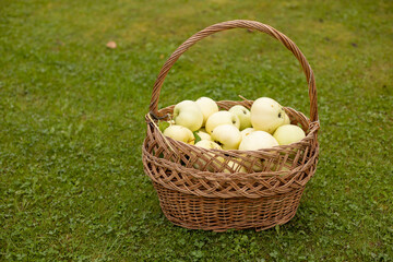 harvest of green apples in a wicker basket on green grass