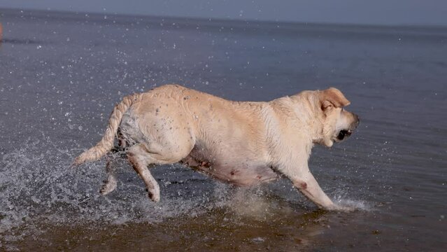 Fawn labrador swimming in the river. Running on water with splashes. Labrador bitch runs after a stick and looks for her in the water. The river in which the dog bathes. 
